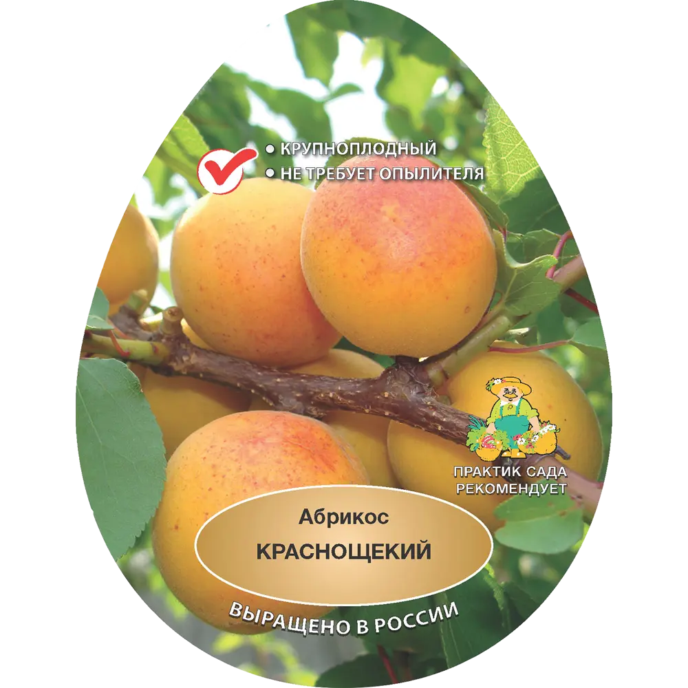 Абрикос Краснощекий h200 см в сетке Поиск Инвест 84399282 STLM-2193917 Santreyd 