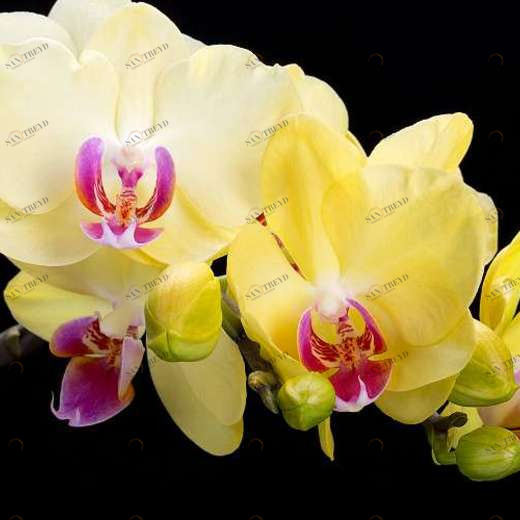 P-012 Фотообои DIVINO L&P 2х1.47 м P012