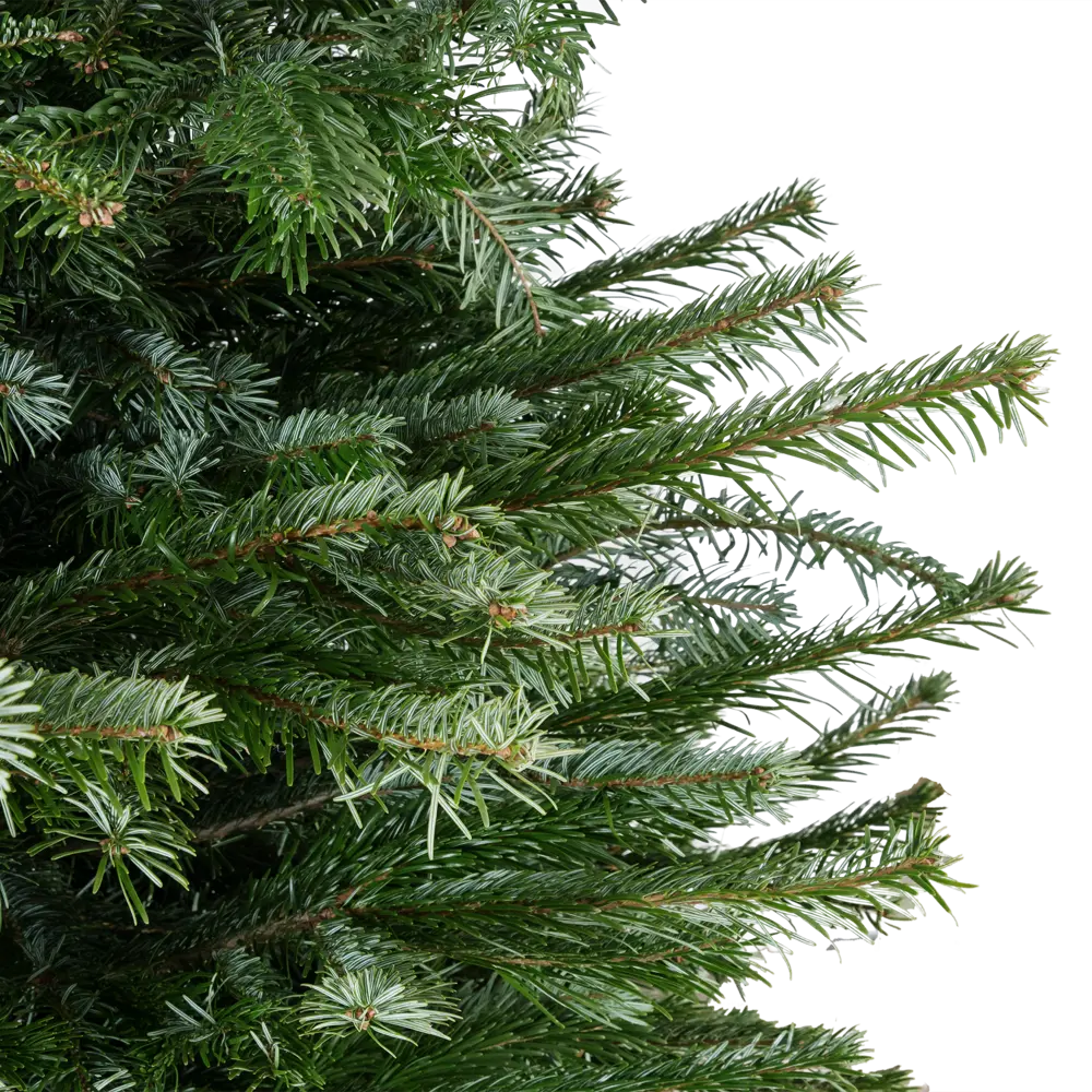 Пихта Нордмана срезанная 150-175 см 89111761 STLM-2088604 Santreyd  - Вид №2
