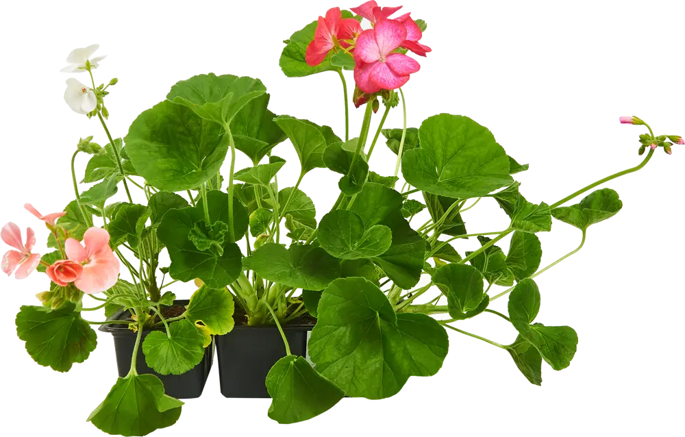 Santreyd: Пеларгония зональная в кассете для сада и интерьера 82678337