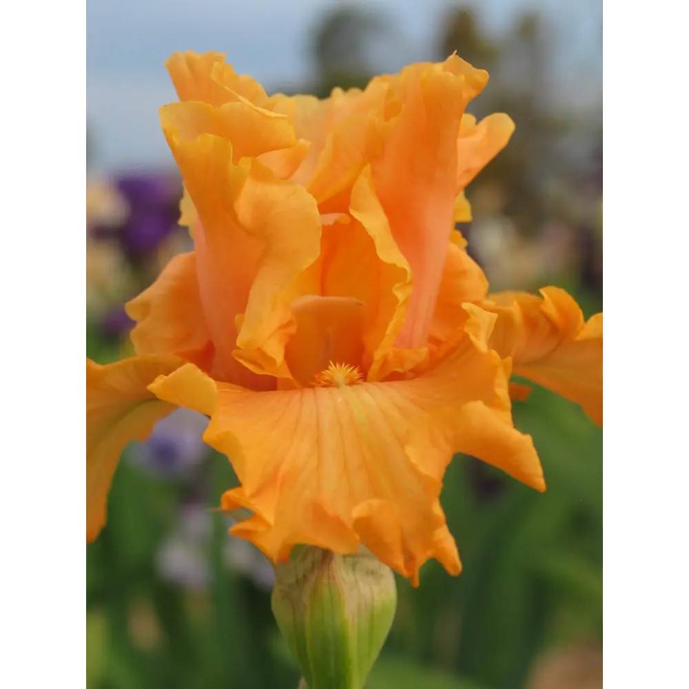 Ирис германский «Оранж Шариот» 15x75 см PLANTMARKET STLM-2073336 - Вид №2