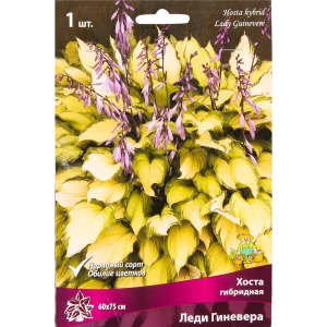 Хоста гибридная «Леди Гиневера», размер луковицы I 82319598 STLM-2071923