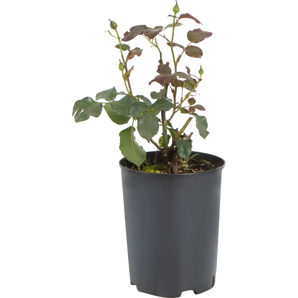 Роза чайно-гибридная «Валенсия» жёлтая 19x55 см 82625083 STLM-2129939 PLANTMARKET 