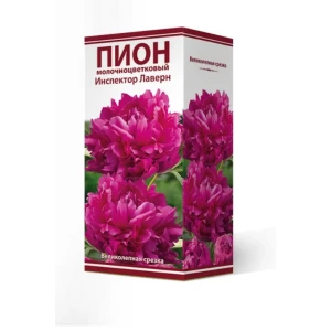 Пион травянистый Инспектор Лаверн луковица 2-3 83600145 STLM-2104597