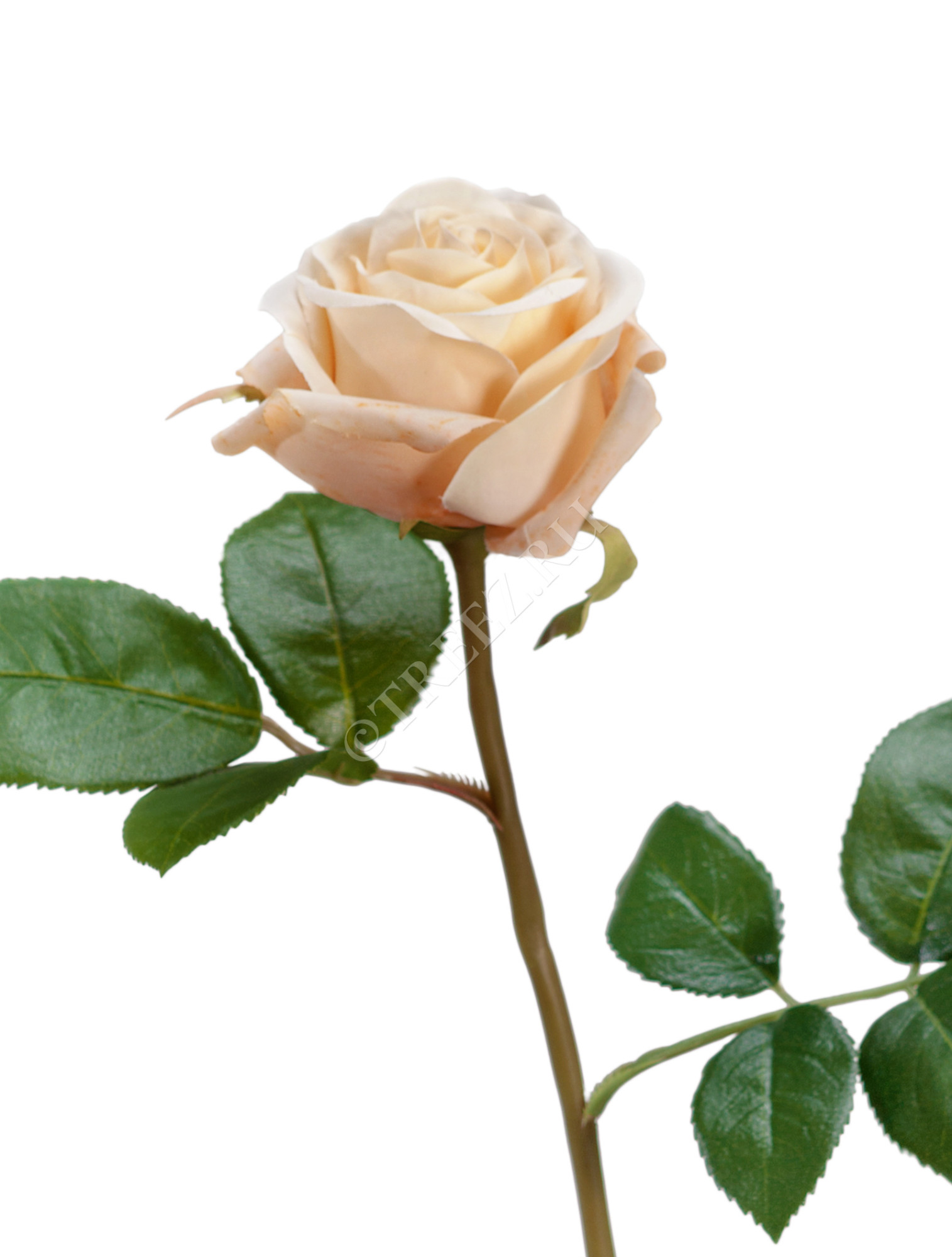 30.0611075CRY Роза Флорибунда Мидл крем д-8 см Цветочная коллекция 