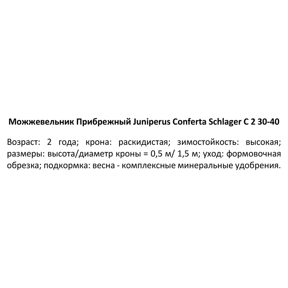 Можжевельник прибрежный Шлагер ø15 h45 см 84834049 STLM-2084972 PLANTMARKET  - Вид №2