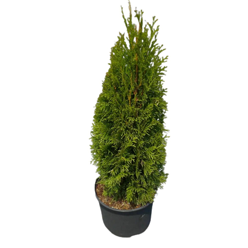 Туя Холмструп Santreyd — изящный хвойный акцент для вашего сада 84173509 STLM-0963195