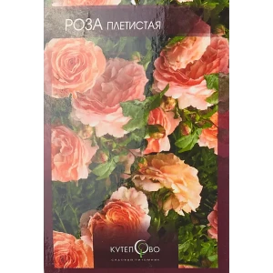 Роза флорибунда Московская Красавица ø15 h30 см 85589112 STLM-2074513