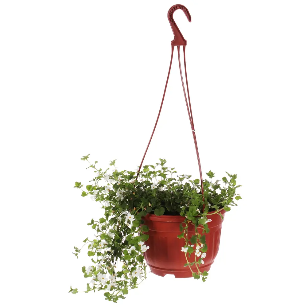 Рассада «Бакопа», 30x21 см 14179902 STLM-2190092 Santreyd 