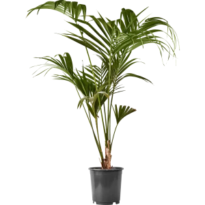 Ховея Форстера Santreyd — элегантная пальма для вашего интерьера 84586933