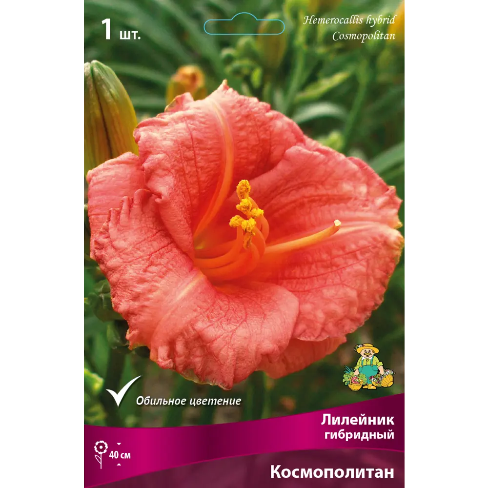 Лилейник гибридный Космополитан луковица I 88294951 STLM-2202013 Santreyd 