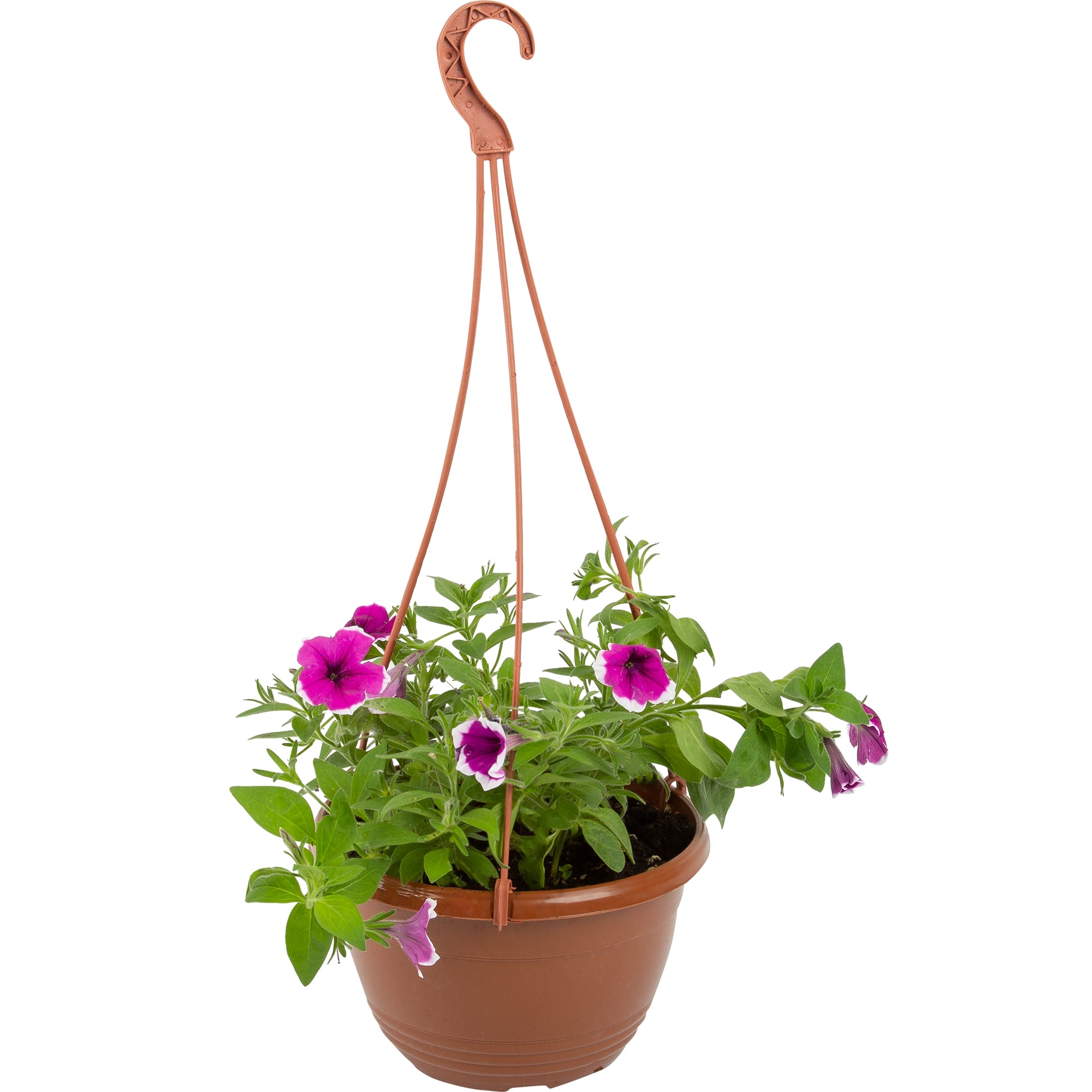 83248501 Петуния в кашпо ø21 h35 см Santreyd 