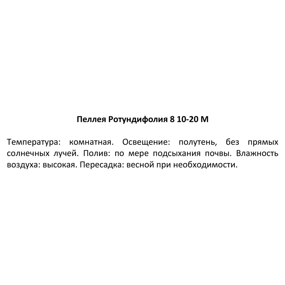 Декоративно-лиственное растение Пилеа Ротондифия ø8 h10-20 см 82932737 STLM-2031384 Santreyd  - Вид №2