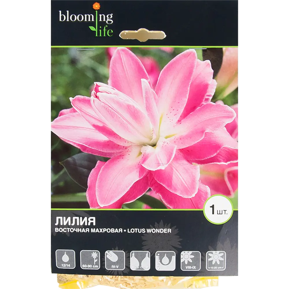 Лилия восточная махровая «Лотус Вандер» 82539371 STLM-2038579 BLOOMING LIFE 