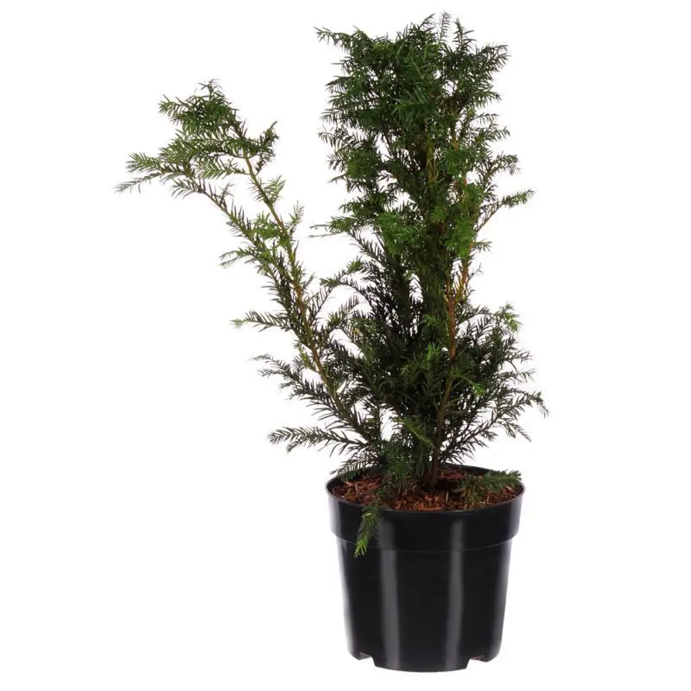 Тис средний Хикси ø22 h65 см PLANTMARKET STLM-2091946