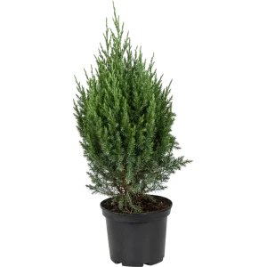Можжевельник китайский Стрикта 19x70 см 82384019 STLM-2000317