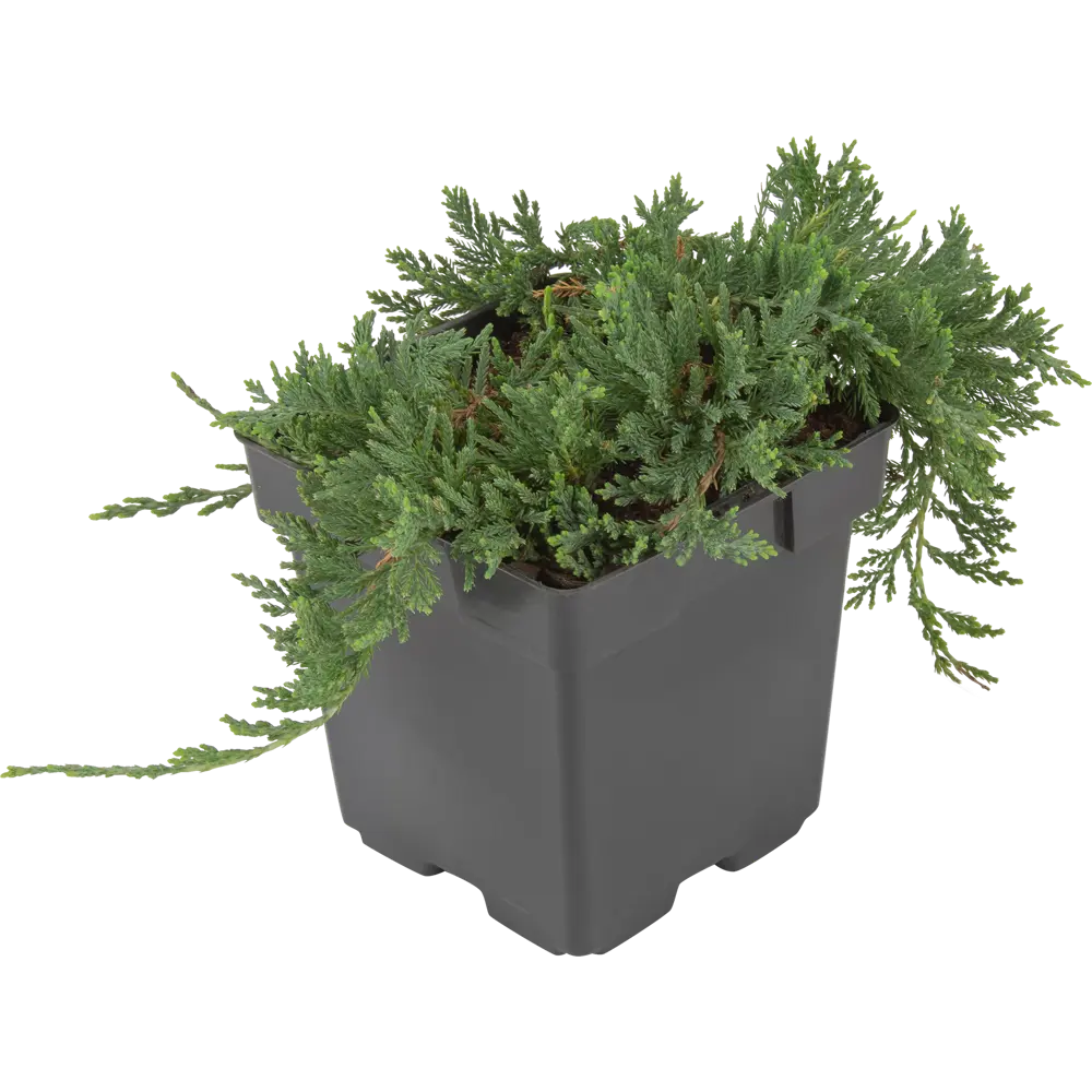 Можжевельник горизонтальный Вилтони ø15 h35 см PLANTMARKET STLM-2006094