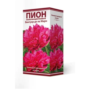 Пион травянистый Виктуар Де Ла Марн