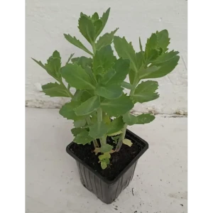 Santreyd Очиток гибридный - многолетний суккулент для рокариев и миксбордеров 89372787