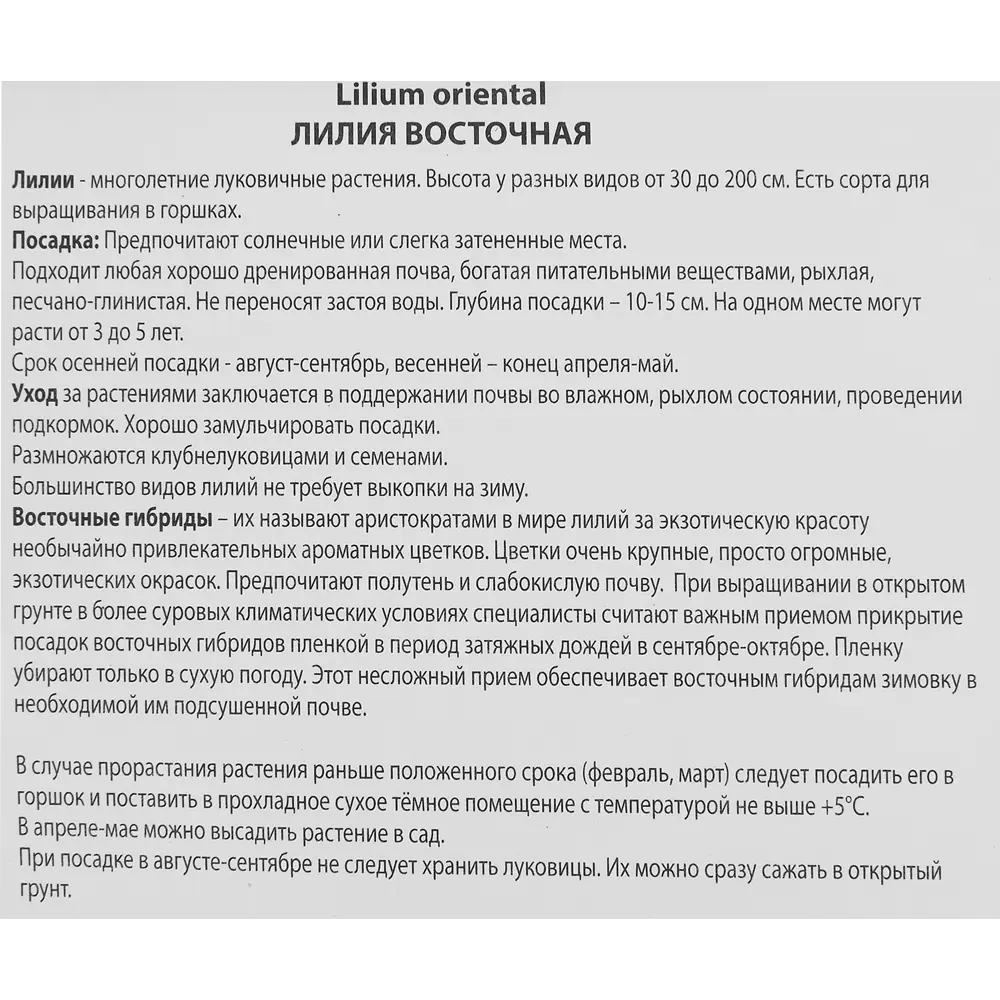 Лилия восточная Касабланка 1 шт. 83588522 STLM-2126083 Santreyd  - Вид №2