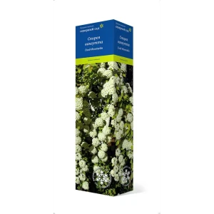 Спирея вангутта Голд фонтейн h37 см