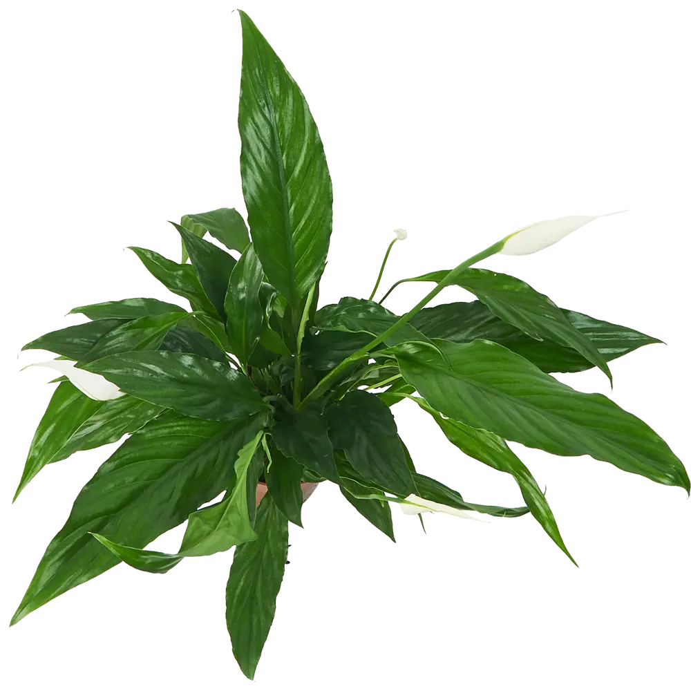 Santreyd Спатифиллум Свит Бенито — изящное комнатное растение с белыми цветами 85324988 STLM-0061544 - Вид №2