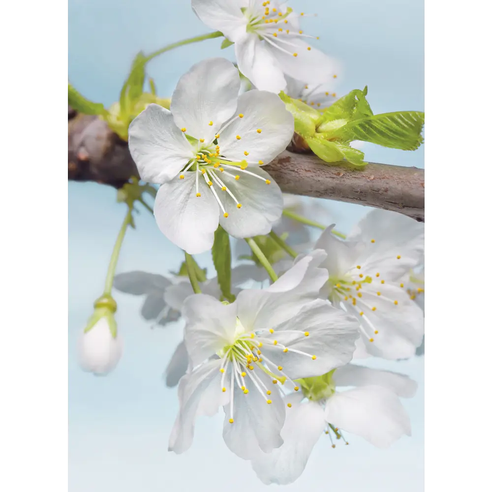 Фотопанно флизелиновое «Blossom» 184х248 см Komar STLM-2025883