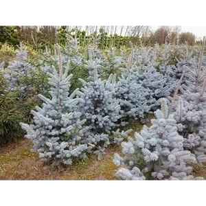 Ель колючая Хупси ø15 h45 см