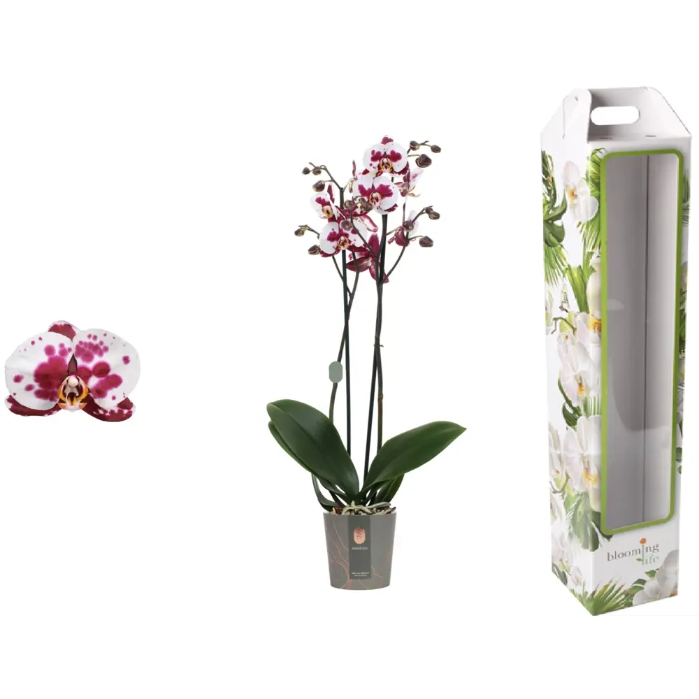 Орхидея Фаленопсис Полька дотс ø12 h65 см Santreyd STLM-2031674