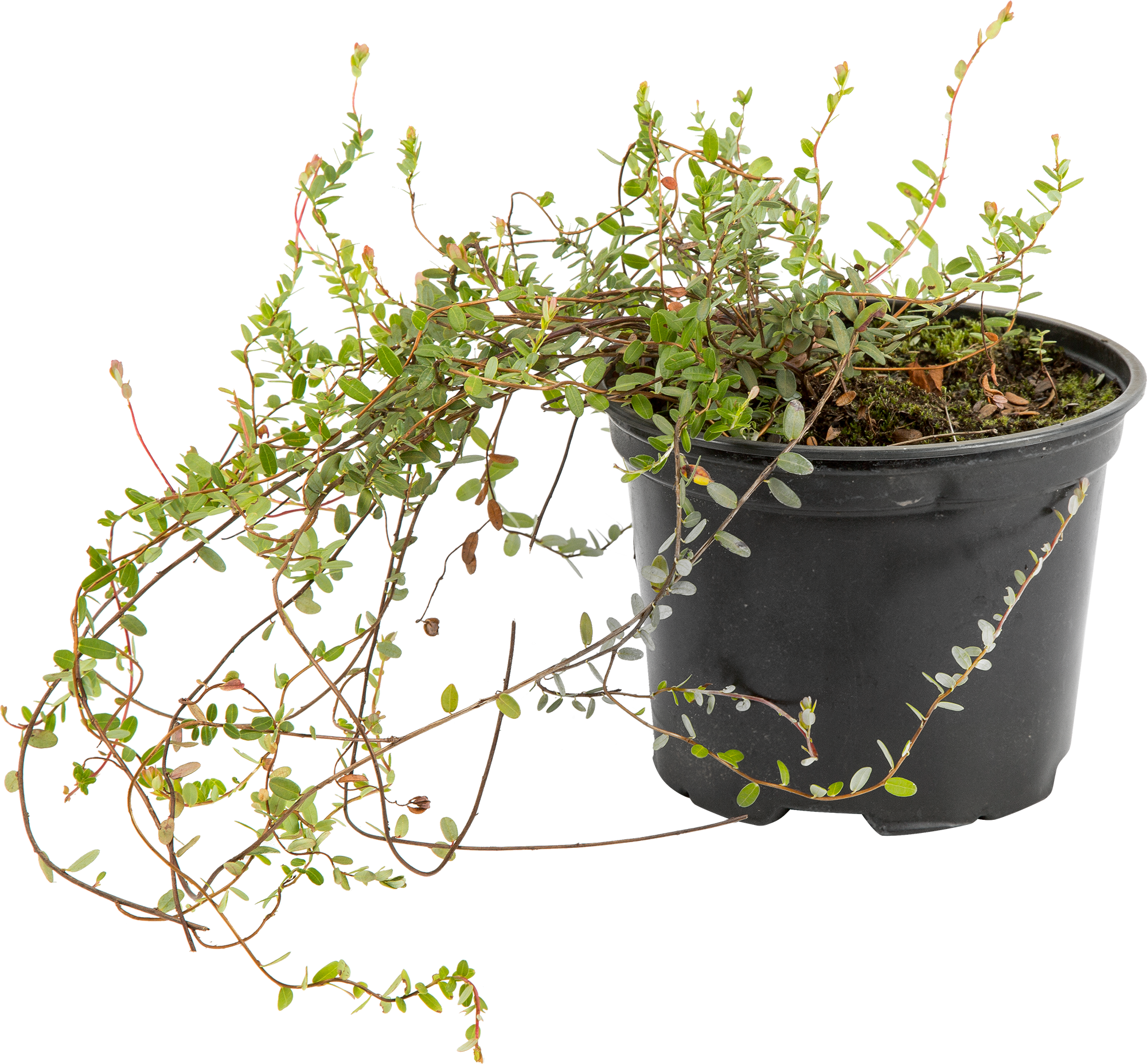 Саженец клюквы крупноплодной «Бен Лир» 82219575