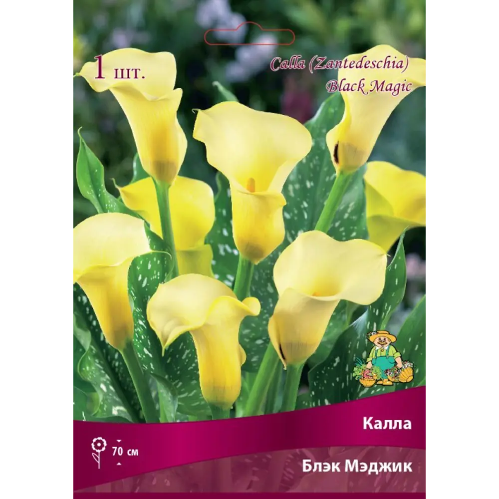 Калла Блэк Мэджик луковица 14/16 83598105 STLM-2196107 Santreyd 