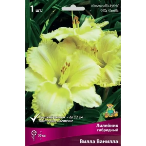 Лилейник гибридный Вилла Ванилла луковица I 83597575 STLM-2025623