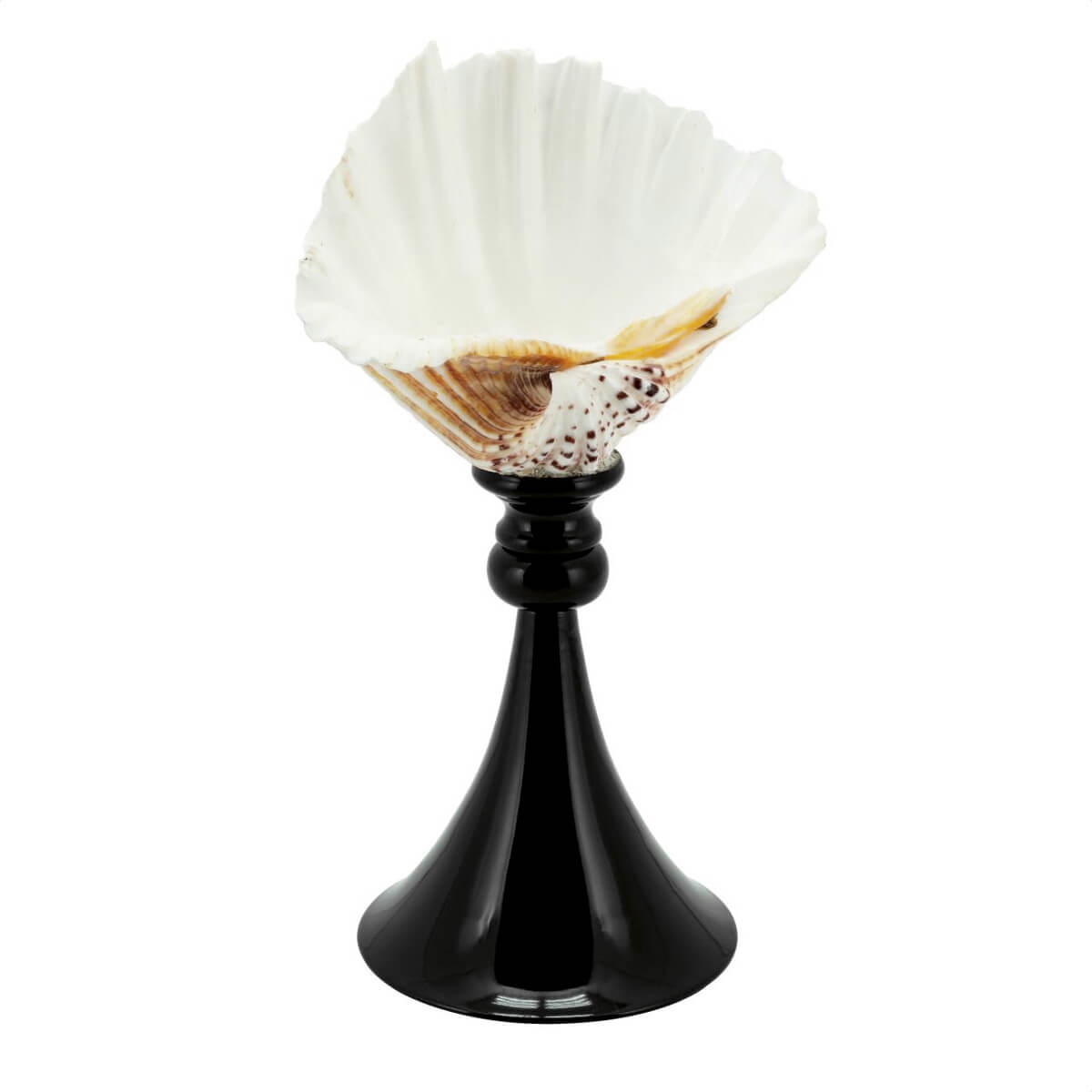 600580-90 ABHIKA СТЕНД KRIZIA TRIDACNE BLACK  - Вид №2