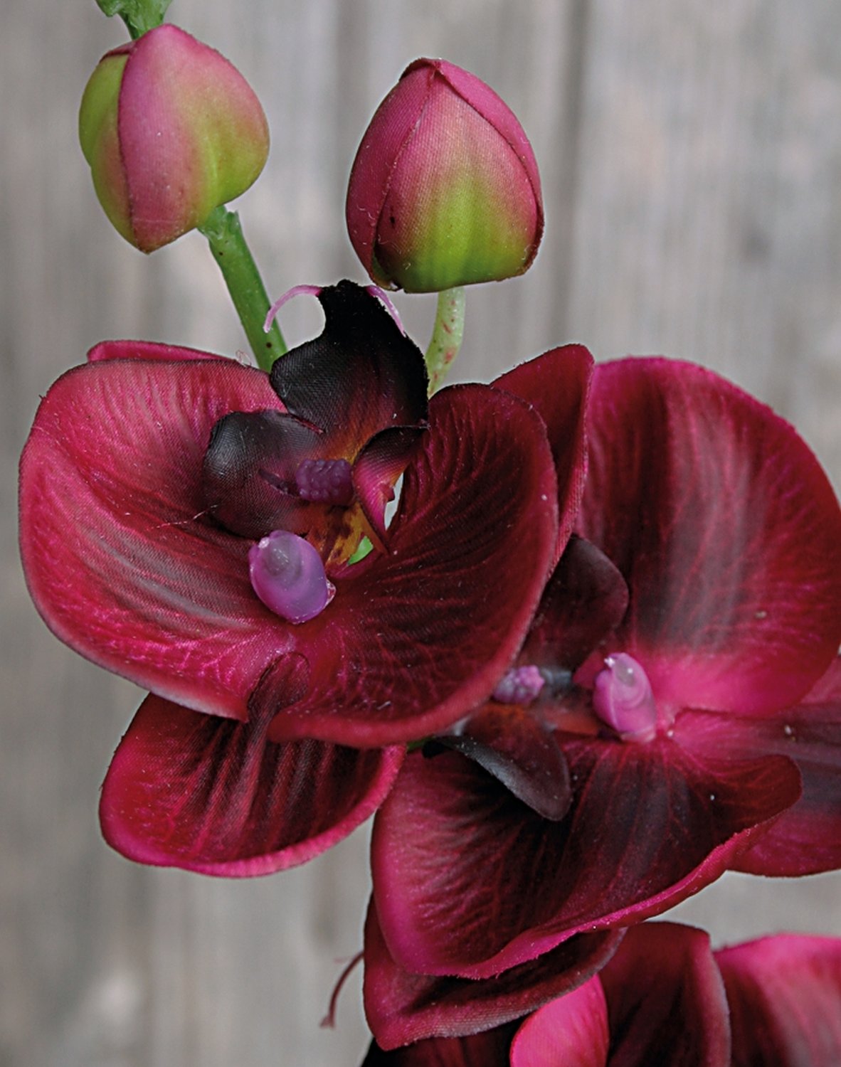 2398 490 a2 Искусственная орхидея Phalaenopsis, 92 см, real touch, красно-черная H-andreas 