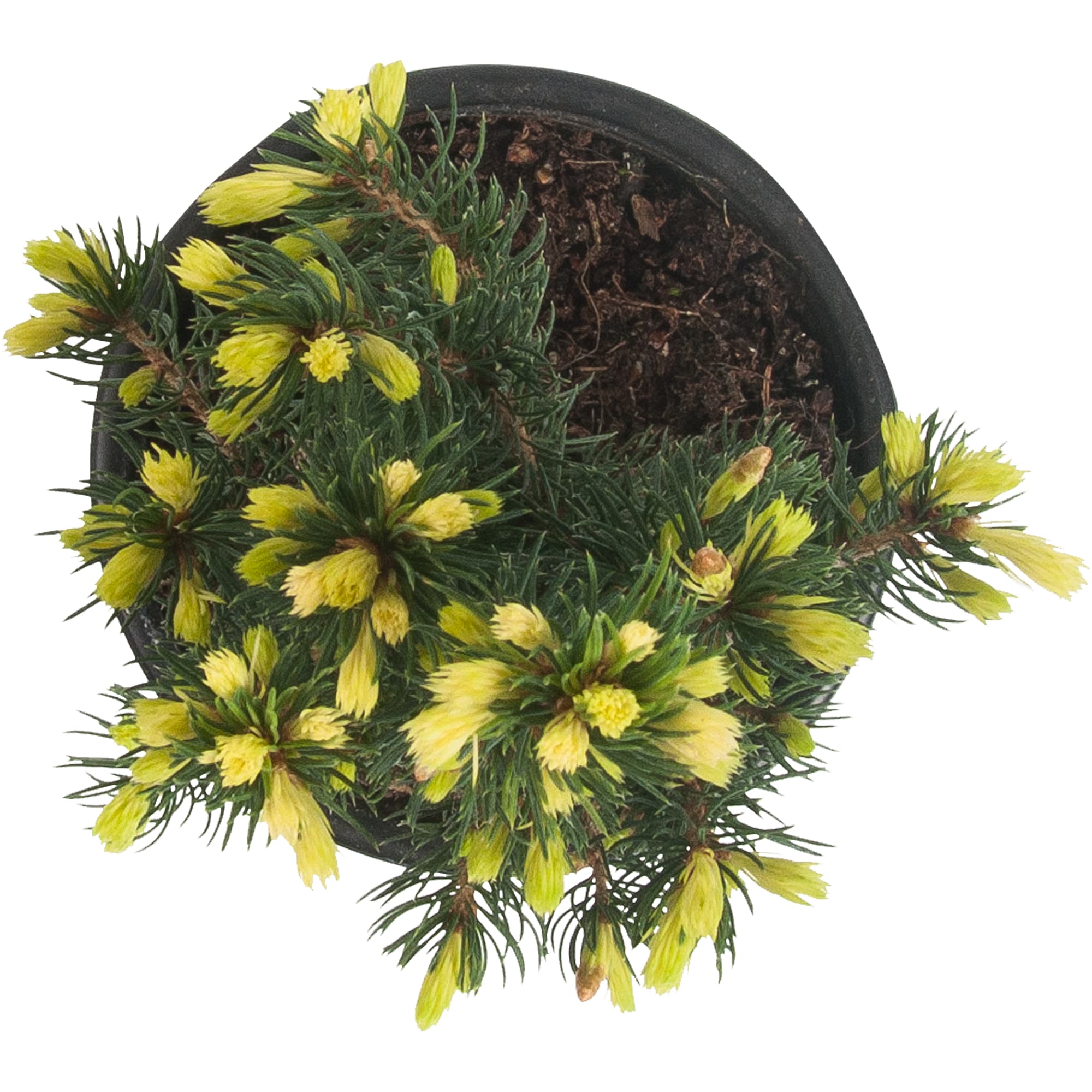 82601651 Ель канадская «Дэйзис Уайт» 10x15 см Santreyd  - Вид №1