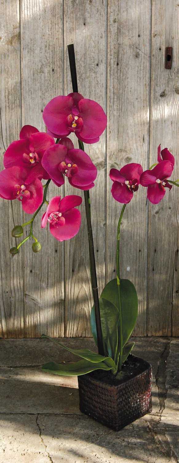 2506 299 a3 Искусственная орхидея Phalaenopsis, 2-х кратная, горшечная, 80 см, real touch, антично-темно-фиолетовый H-andreas  - Вид №2