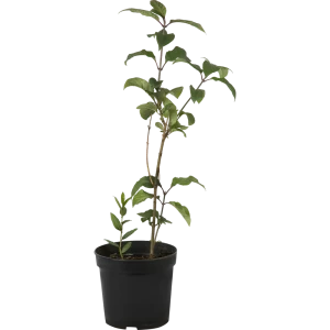 Сирень Венгерская PLANTMARKET - фиолетовое цветущее украшение сада 82356732