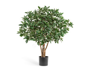 10.52702N Эонимус (Бересклет) Японский Цветочная коллекция