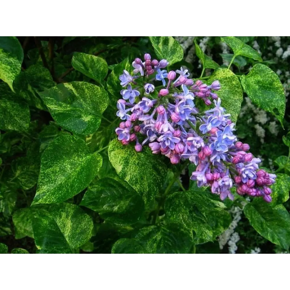 Сирень Аукабафолия ø19 см h40-60 см 85087630 STLM-2039935 Santreyd 