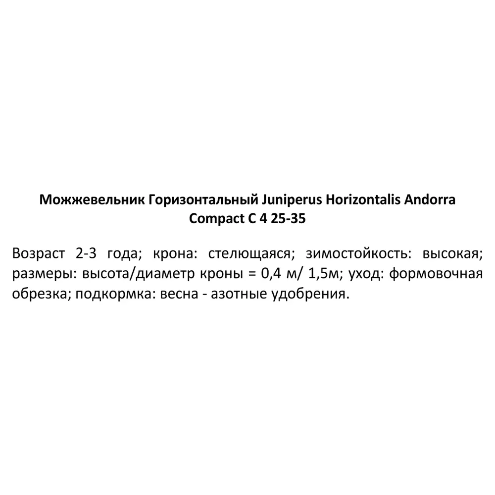 Можжевельник Андорра Компакт ø19 h40 см 84406462 STLM-2021379 PLANTMARKET  - Вид №2