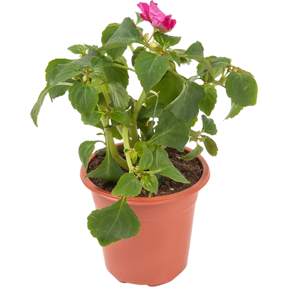 Бальзамин садовый Santreyd - яркий однолетник для цветников и контейнеров 82625824 STLM-0032258