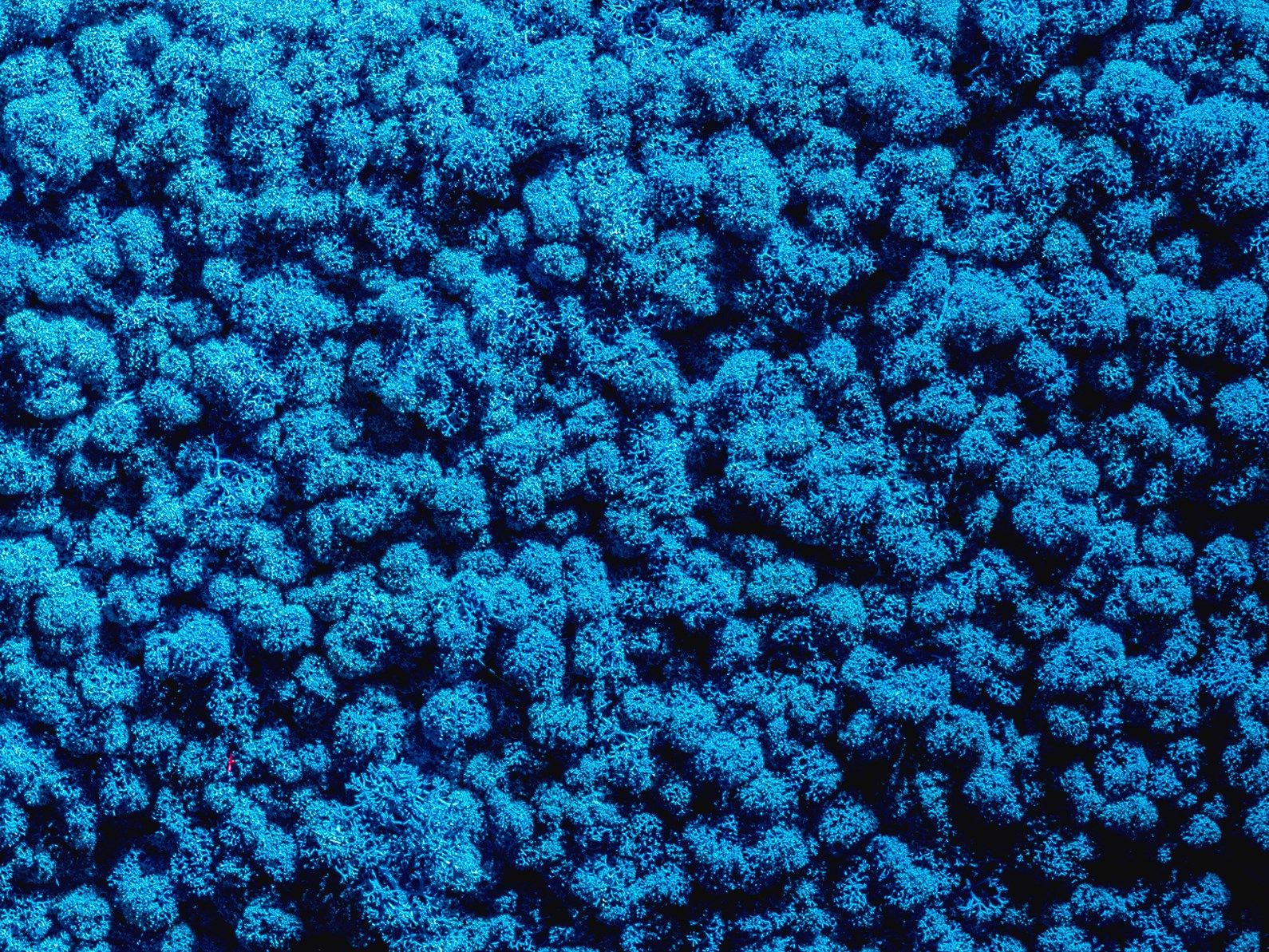 Растительная стена из мха Freund GmbH Green ARCH-00131248 - Вид №21