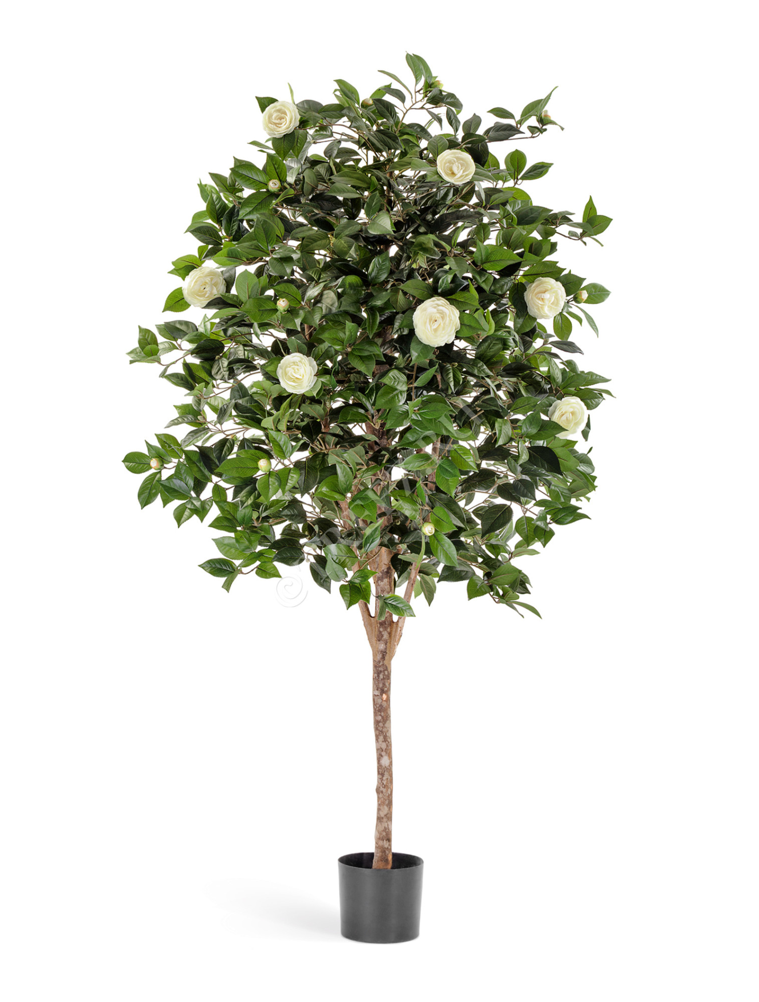 10.39106NW Камелия Вайн кремовая Цветочная коллекция 