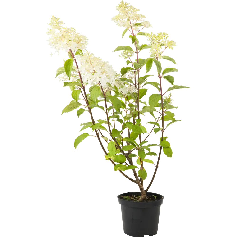Гортензия метельчатая «Фантом» C3 40-60 см PLANTMARKET STLM-2021969