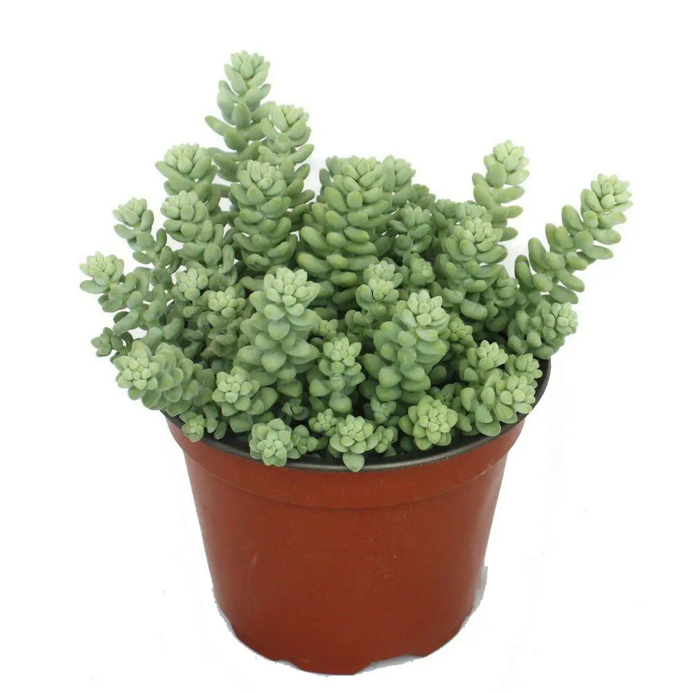 Santreyd Седум: морозостойкий суккулент для сада и интерьера 83248247 STLM-0963707