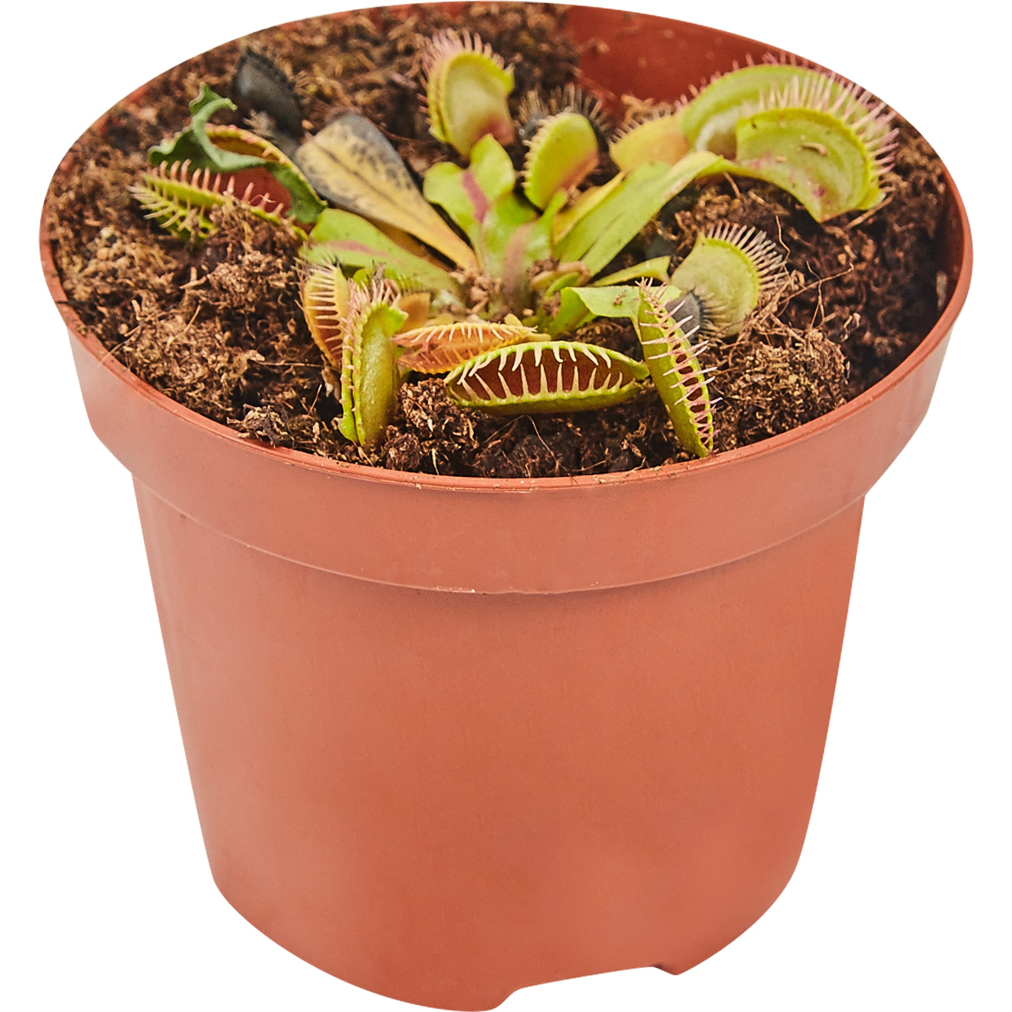 82850368 Дионея 9x15 см Santreyd 