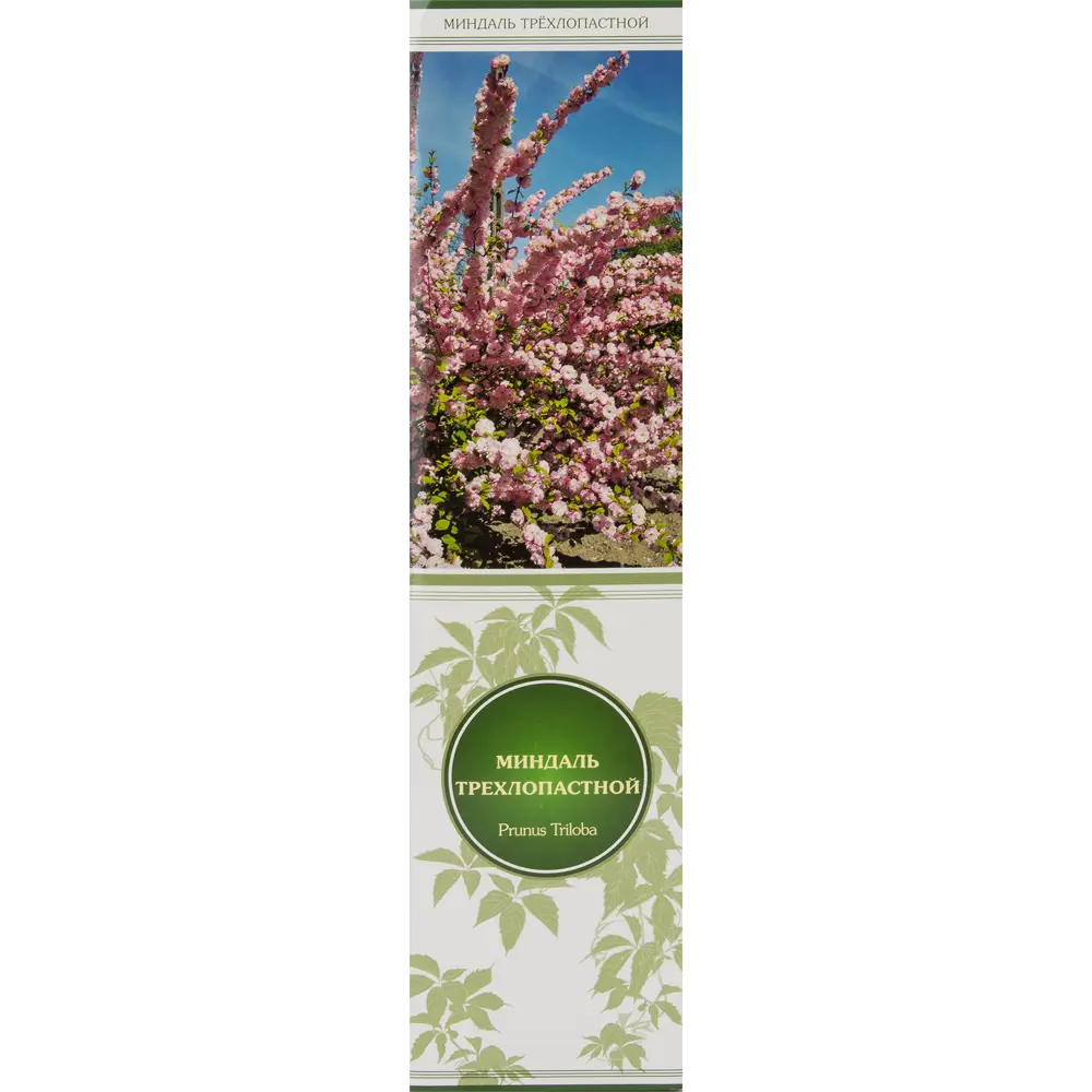 Миндаль махровый Мунлайт в тубе Поиск Инвест 81951300 STLM-2193894 Santreyd 