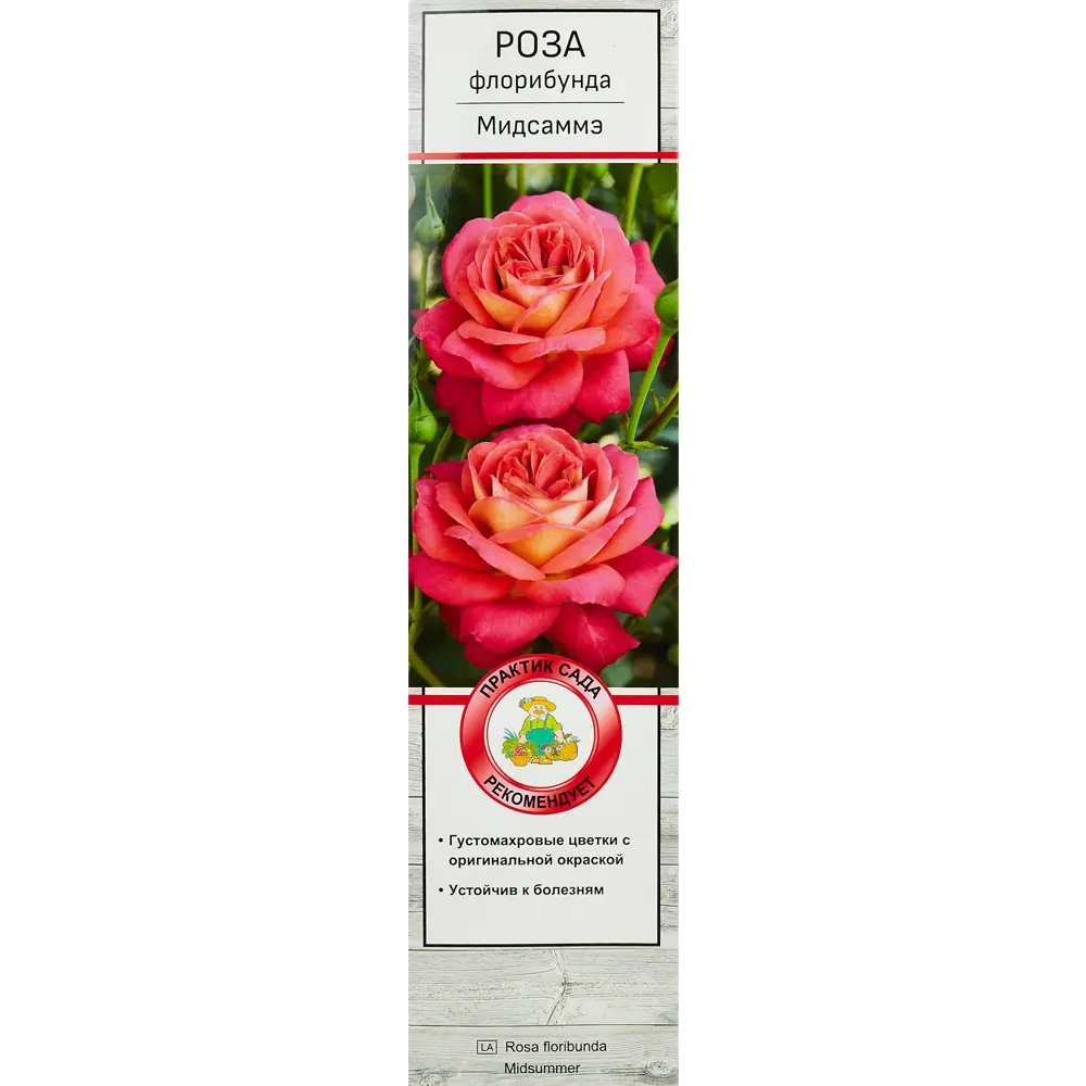 Роза флорибунда Мидсаммэ h37 см 83786591 STLM-2147030 Santreyd 