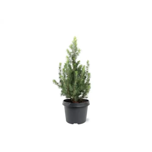 Ель Глаука Дейзис Вайт - хвойное растение с золотистой хвоей 89439886