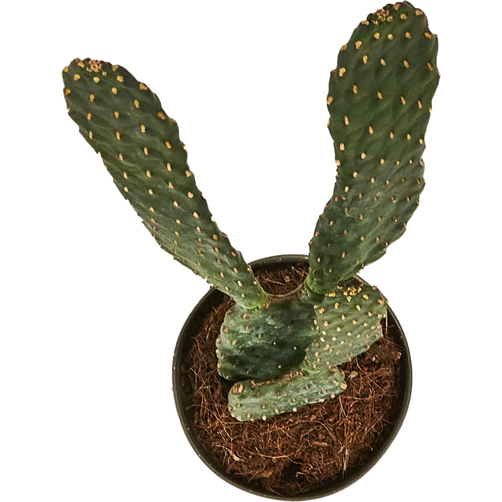 Santreyd Опунция красная — цветущий кактус для интерьера 87819693 STLM-0075890 - Вид №2